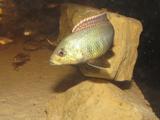 Lethrinops chilingali 'Lake Chilingali'